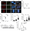 Phosphorylation of 53BP1 at threonine 334 modulates its recruitment kinetic