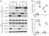 T334 phosphorylation modulates 53BP1 interaction with PTIP and RIF1 and inf