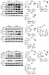 T334 phosphorylation modulates 53BP1 interaction with PTIP and RIF1 and inf