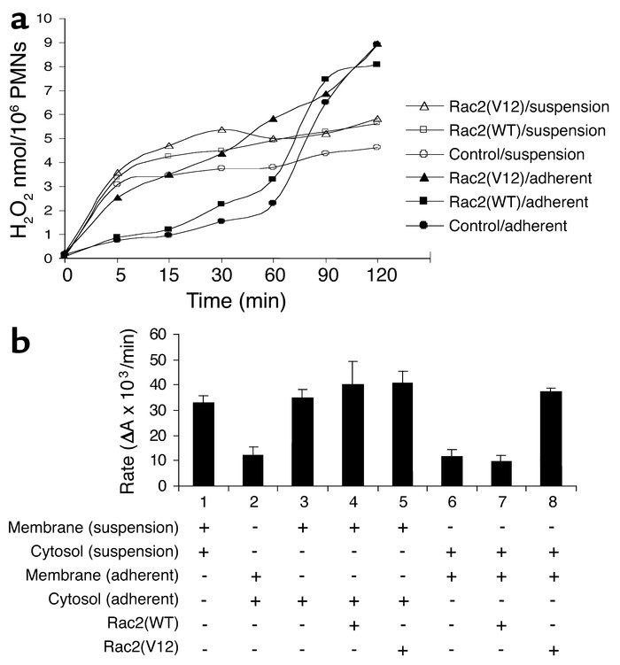 Constitutively active Rac2 restores adhesion-mediated inhibition of NADP...