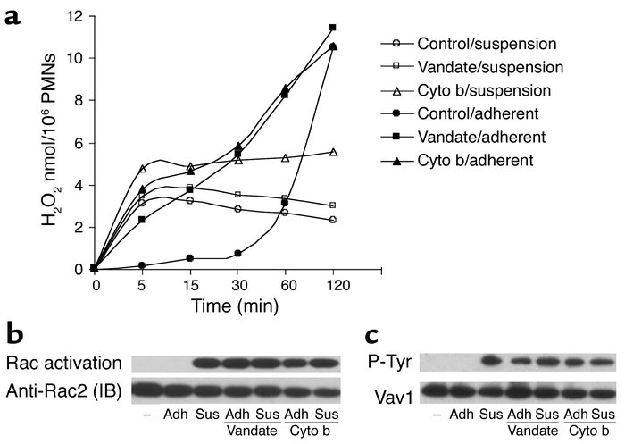 Tyrosine phosphatase inhibition and cytoskeletal disruption restore adhe...
