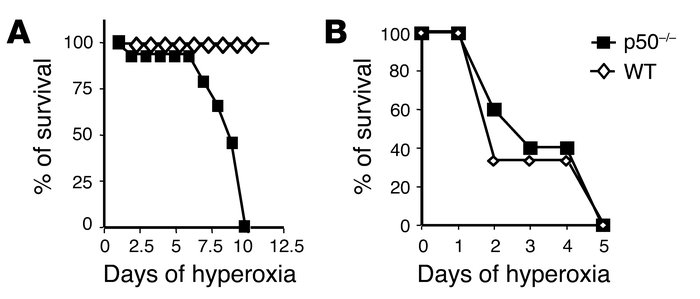Survival of neonatal WT (A) and p50–/– (B) mice after chronic hyperoxia....