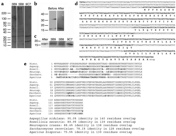 Western blot analysis of mAb binding to Hc surface protein. (a) Immunobl...