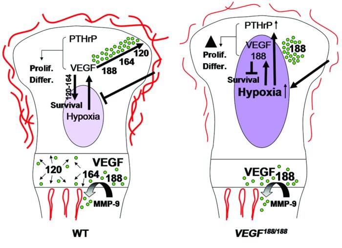 Proposed model of VEGF action in cartilage. VEGF is produced at high lev...