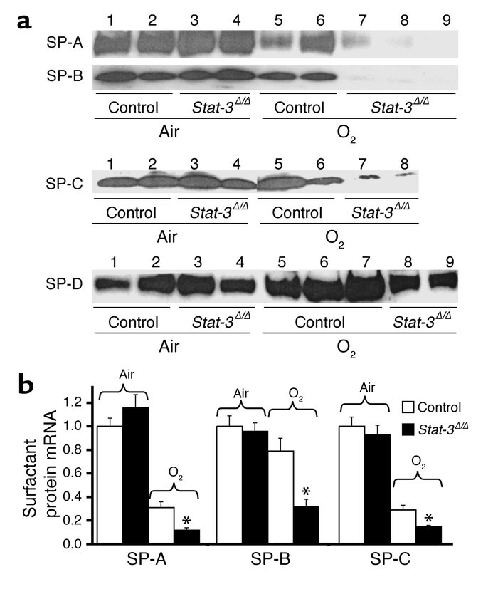 Decreased surfactant proteins in Stat-3Δ/Δ mice following hyperoxia. (a)...