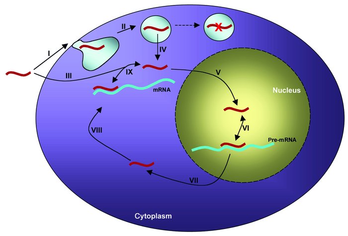 Site of action of antisense oligonucleotide. (I) From the extracellular ...
