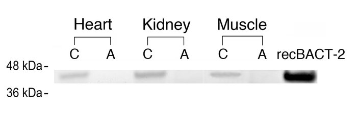 Western blot analysis of BCAT-2 in control (C) and affected (A) mouse ti...