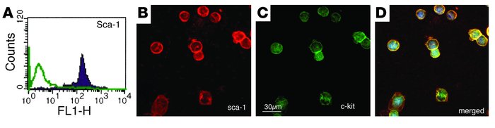 Immunostaining for Sca-1+ cells isolated with FACS sorting. Primary cult...