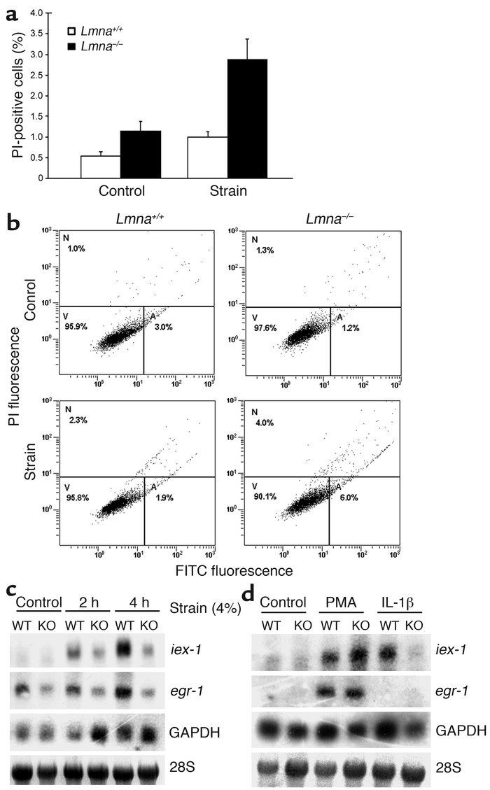 Impaired mechanotransduction in lamin A/C–deficient cells. (a) Lmna–/– f...