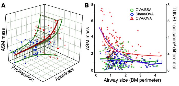 Regression analysis of the increase in ASM mass as a dual function of in...