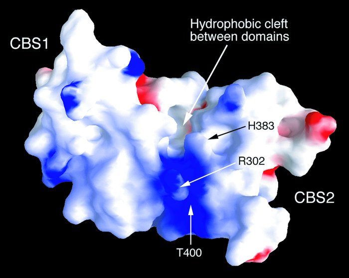 Model of the N-terminal pair of CBS domains (CBS1 and CBS2) from the γ2 ...