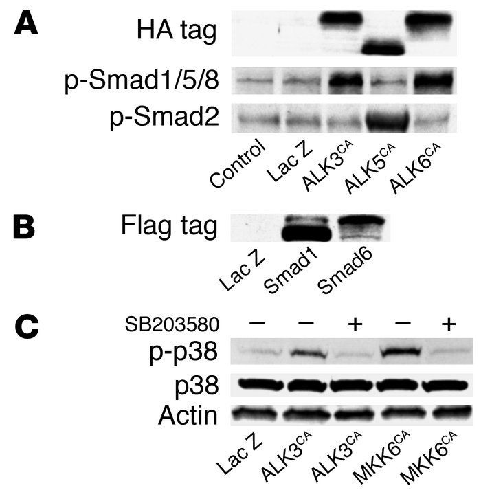 Modulation of intracellular signaling pathways by adenovirus vector–medi...