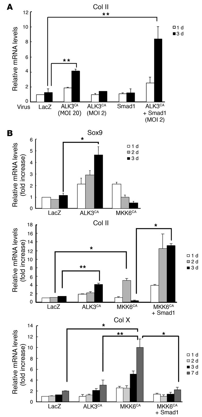 Segregation of downstream signaling pathways of ALK3. (A) Synergistic ef...