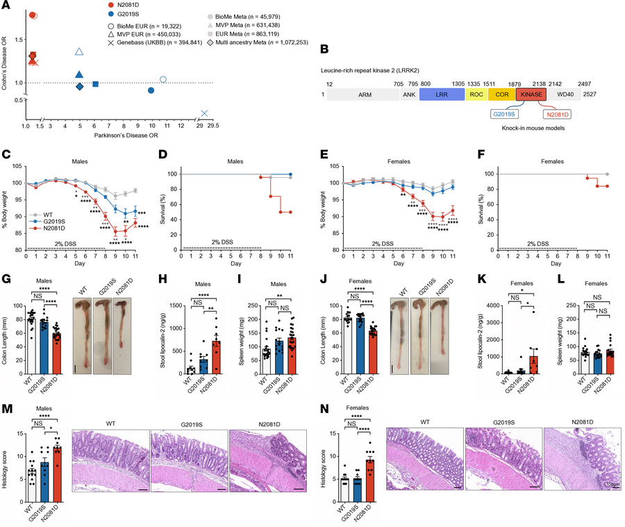 Validation of the LRRK2-N2081D KI mouse model of CD.
(A) Odds ratios (OR...