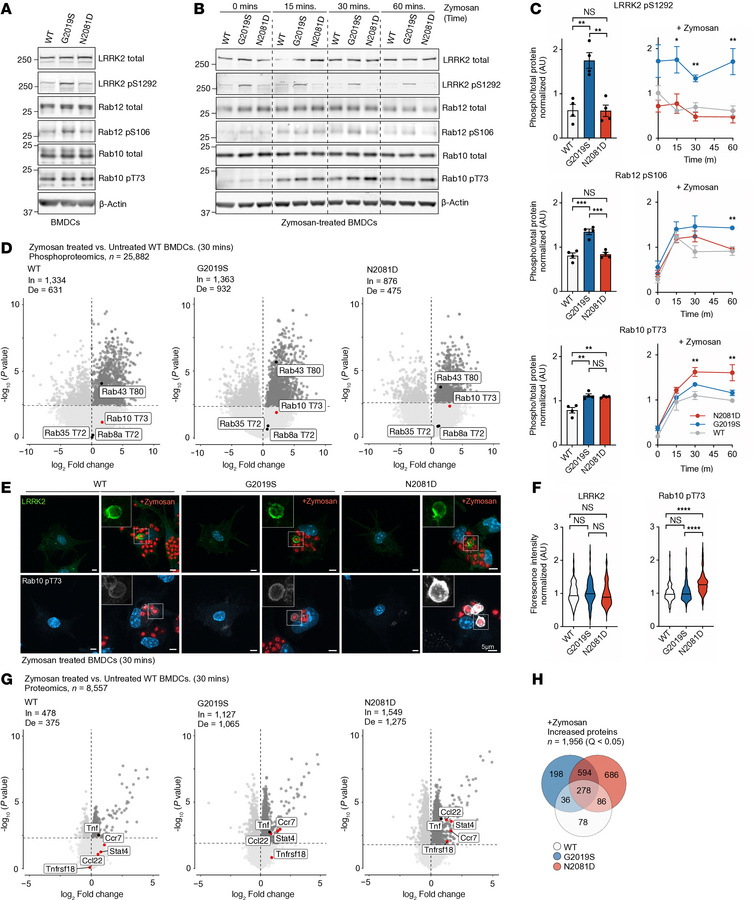 Activation of DCs induces LRRK2 mutation–dependent differences in RAB ph...