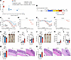 Validation of the LRRK2-N2081D KI mouse model of CD.