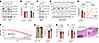 RAB12 KO rescues LRRK2-N2081D phenotypes.