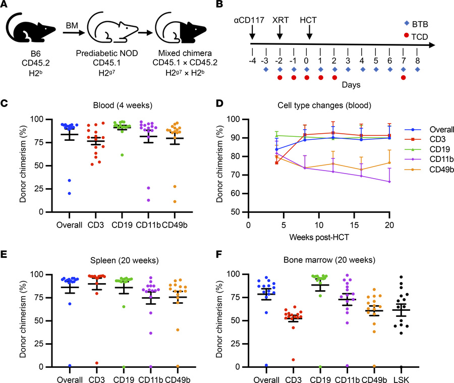 Nonmyeloablative conditioning promotes robust and durable allogeneic don...