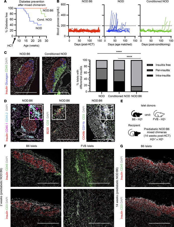 Mixed chimerism prevents autoimmune diabetes and establishes donor-speci...