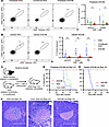 T cell autoimmunity is corrected in prediabetic and diabetic chimeras.