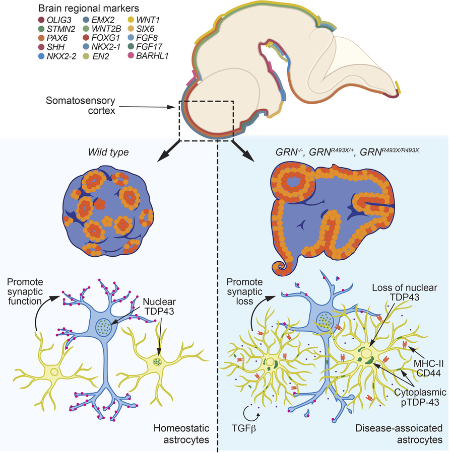 graphical abstract