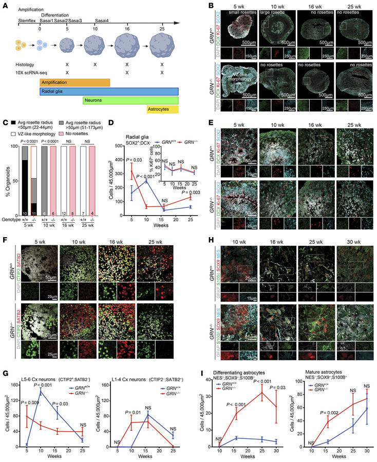 Modeling progranulin deficiency in neurodevelopment using iPSC-derived c...