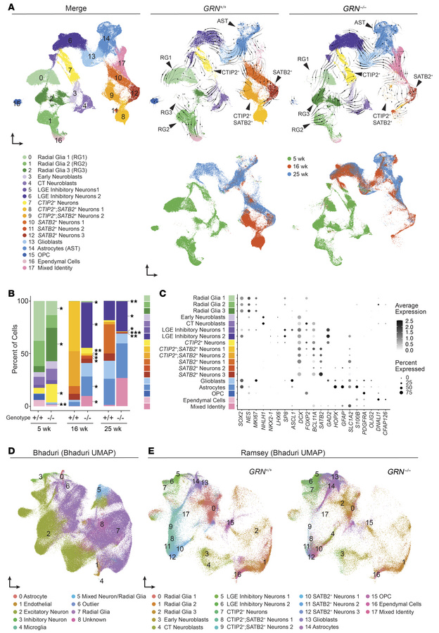 Single-cell transcriptomics of GRN+/+ and GRN–/– cortical organoids.
(A)...