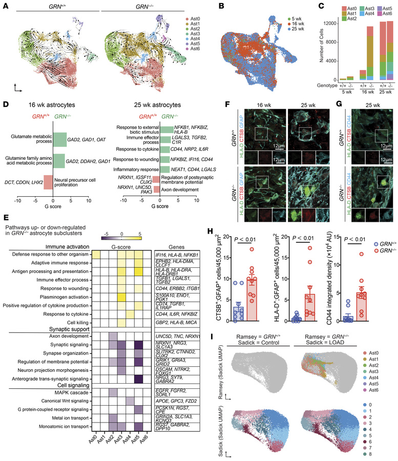Transcriptomic profiles of astrocyte subclusters in GRN+/+ and GRN–/– co...