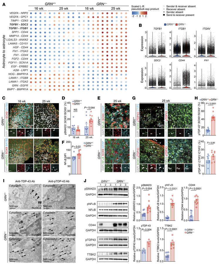 MultiNicheNet analyses of the signaling mechanisms mediating cell-cell c...
