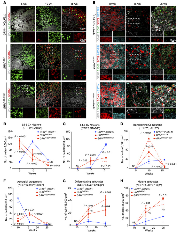 Precocious neurogenesis and astrogliogenesis in GRNR493X/R493X cortical ...