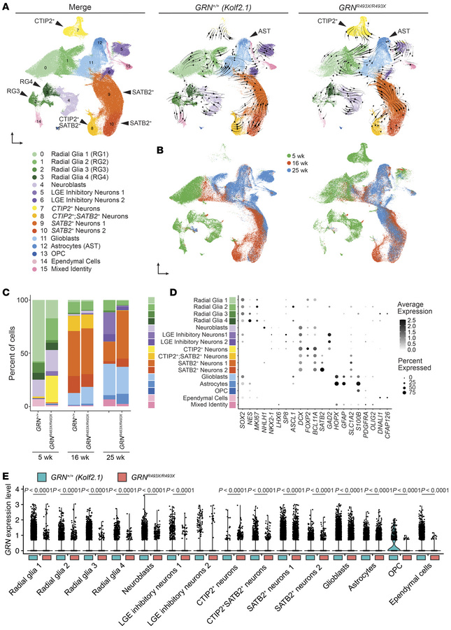 Single-cell transcriptomics of GRN+/+ and GRNR493X/R493X cortical organo...