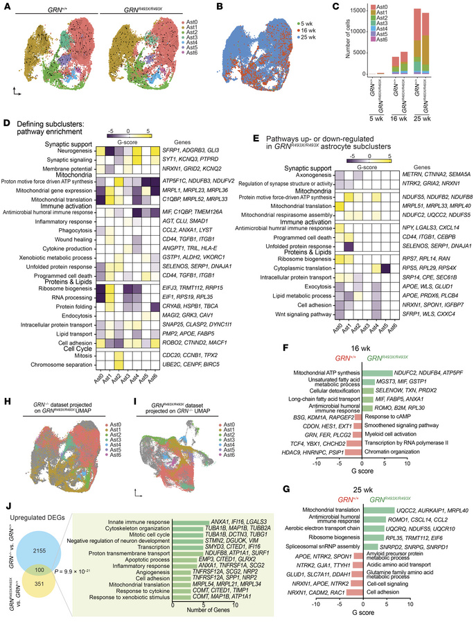Transcriptomic profiles of astrocyte subclusters in GRN+/+ and GRNR493X/...