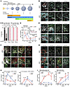Modeling progranulin deficiency in neurodevelopment using iPSC-derived cort