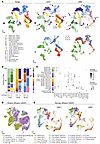 Single-cell transcriptomics of GRN+/+ and GRN–/– cortical organoids.