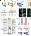 Transcriptomic profiles of astrocyte subclusters in GRN+/+ and GRN–/– corti