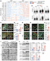 MultiNicheNet analyses of the signaling mechanisms mediating cell-cell comm