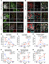 Precocious neurogenesis and astrogliogenesis in GRNR493X/R493X cortical org
