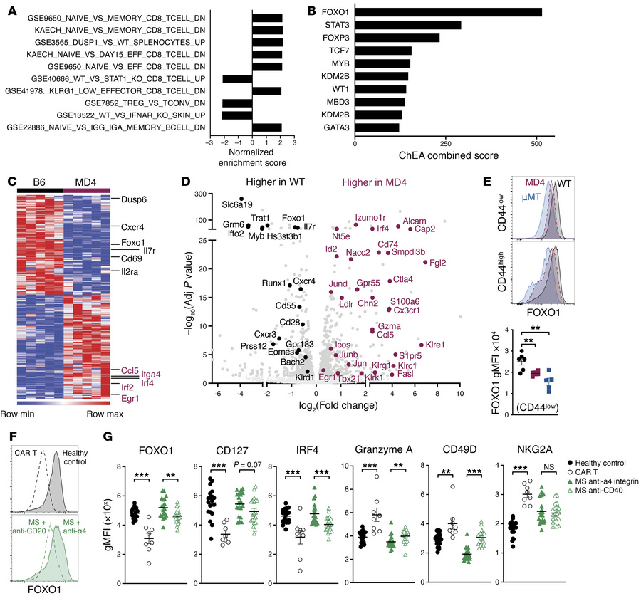B cells shape naive CD8+ T cell programming, promoting FOXO1-mediated ho...