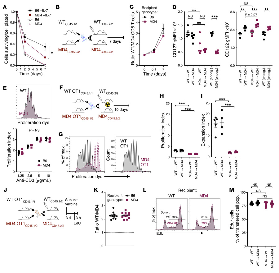 Naive CD8+ T cells from B cell–restricted hosts exhibit normal prolifera...