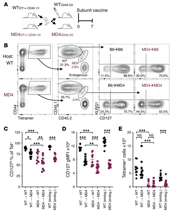 The B cell environment in which a naive CD8+ T cell develops has signifi...
