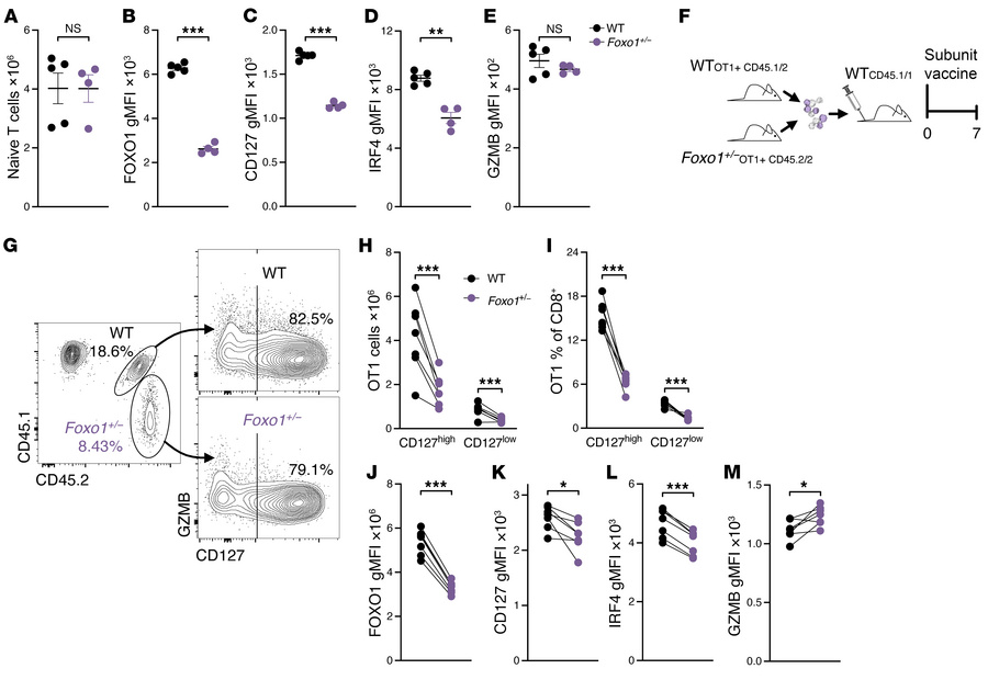 FOXO1-haploinsufficient CD8+ T cells closely resemble those deprived of ...