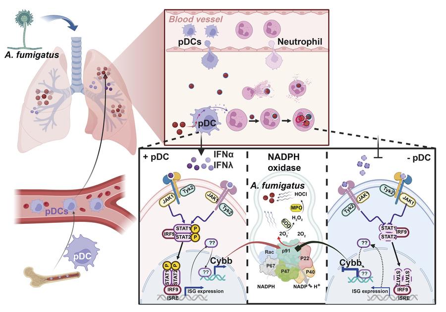graphical abstract