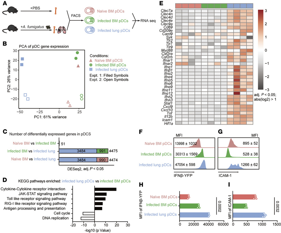 pDC transcriptome following A. fumigatus infection.
(A) Experimental sch...