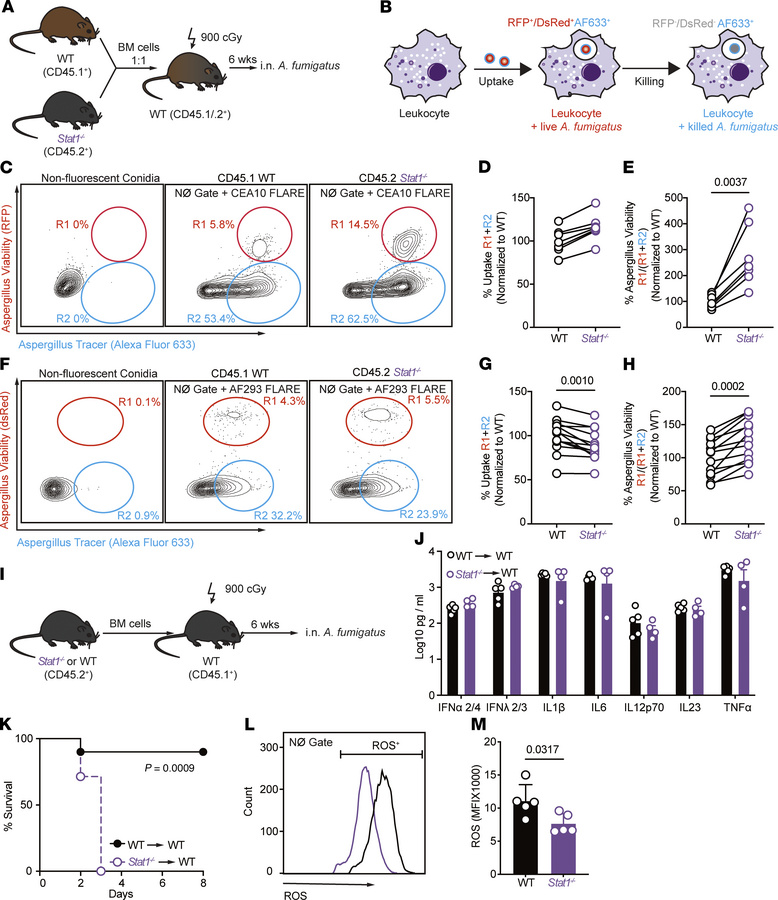 STAT1 signaling regulates neutrophil-intrinsic Aspergillus killing.
(A) ...