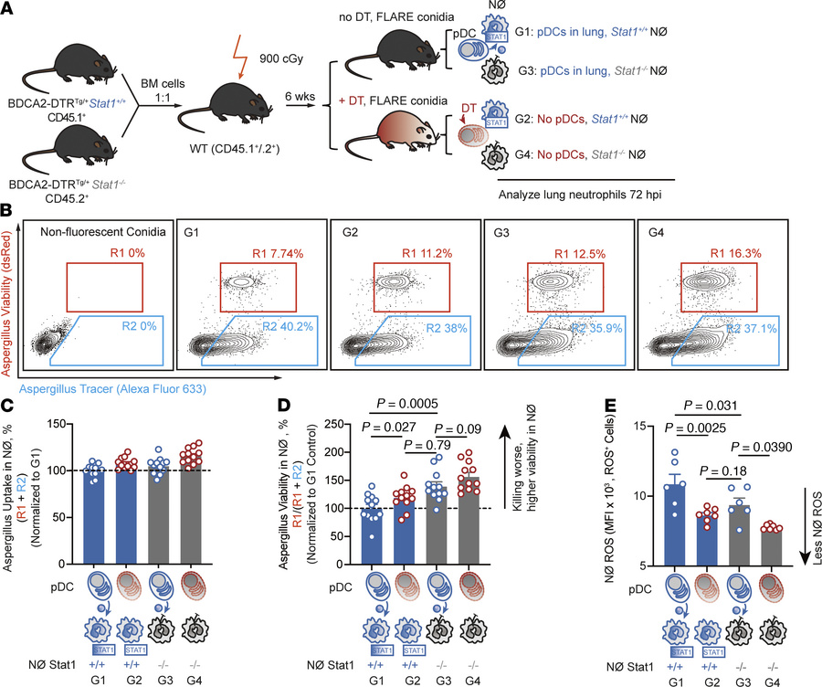 pDCs regulate neutrophil STAT1–dependent antifungal activity.
(A) Scheme...