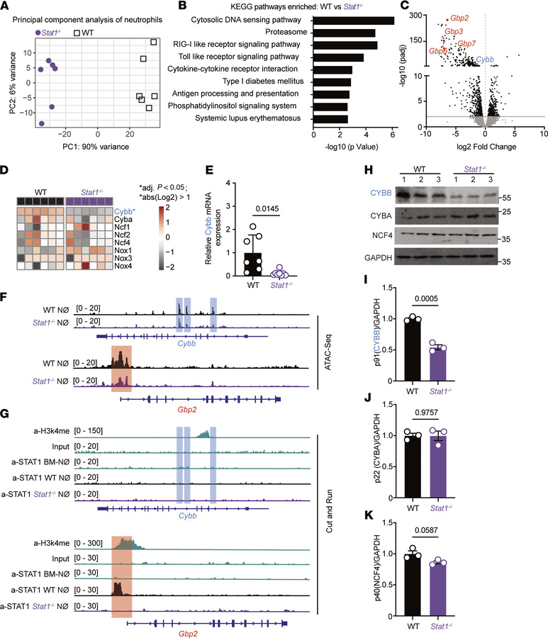 STAT1-dependent control of Cybb expression and CYBB protein levels in ne...