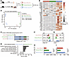 pDC transcriptome following A. fumigatus infection.
