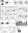 STAT1 signaling regulates neutrophil-intrinsic Aspergillus killing.