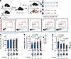 pDCs regulate neutrophil STAT1–dependent antifungal activity.