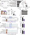 STAT1-dependent control of Cybb expression and CYBB protein levels in neutr
